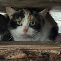 Mana, chatte à adopter