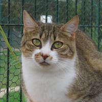 Ellie, chatte à adopter