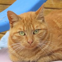 Alto, chat à adopter