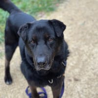 JEFF, chien à adopter