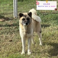 CLEO, cane femmina da adottare