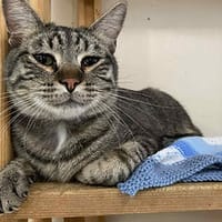 Augustin, chat à adopter