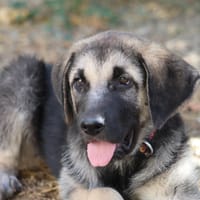ACEITUNA, chienne à adopter