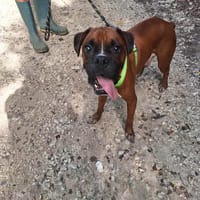 ROUKY, le fabuleux croisé boxer, chien à adopter