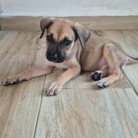LE BERGER BOUBOU, chien à adopter