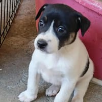zeniah, chienne à adopter