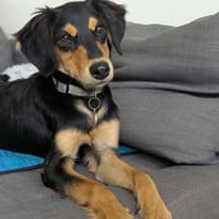 joy, chienne à adopter