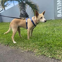 BELLA, chienne à adopter