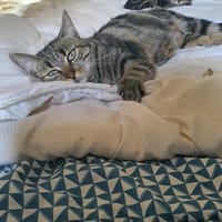 Raya, chatte à adopter