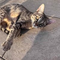 halva, chatte à adopter