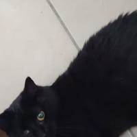 Poupounette, chatte à adopter