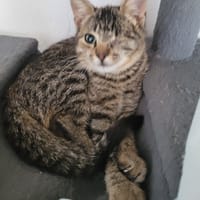 Hulysse, chat à adopter