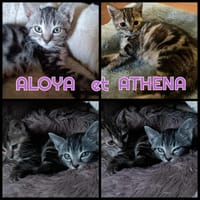 ALOYA et ATHENA - Double adoption A réserver, chatte à adopter