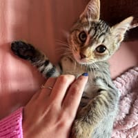 MALIA, chatte à adopter