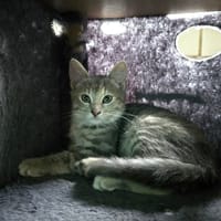 MILA, chatte à adopter