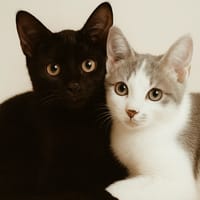 ERNEST et RUTH, chat à adopter