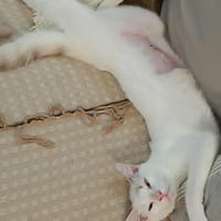 Lili Rose, la petite peluche, chatte à adopter