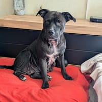 Paty, une créole en Normandie, chienne à adopter