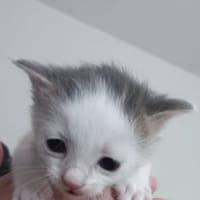 PLUTON, chat à adopter