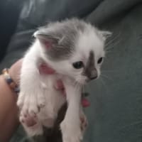 MARS, chat à adopter