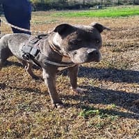 ISKO, chien à adopter