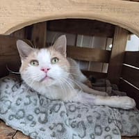 Daryel, chat à adopter