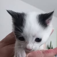 SATURNE, chat à adopter