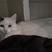 Soukie, chatte à adopter
