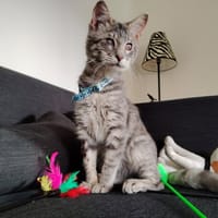 MIKY, chat à adopter