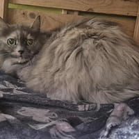 Douce, chatte à adopter