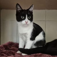 Elyor, chat à adopter