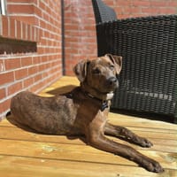 Ruben, mâle croisé berger, né le 04/10/2024 🐶, chien à adopter