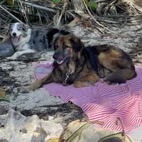 Bobby, un ami pour la vie, chien à adopter