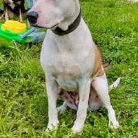 Romy, femelle, X Berger, née le 02/10/2022, chienne à adopter