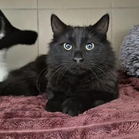 Astrell, chat à adopter