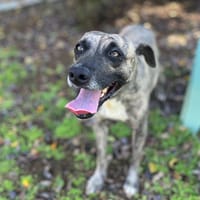 Donna, femelle, croisée berger, née le 10/09/2023, chienne à adopter