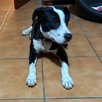 Canelle, femelle berger, née le 01/01/2025, chienne à adopter