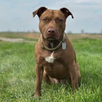 Brooklyn, femelle, Berger X Staffordshire Terrier (Décatégorisée par diagnose), née le 20/04/2022, chienne à adopter