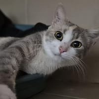 Lunaya, chatte à adopter