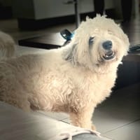 Baloulou, mâle croisé caniche, né le 20/10/2023, chien à adopter