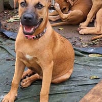 Ava, femelle, croisée berger, née le 25/04/2025, chienne à adopter