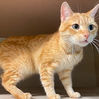 Ikea, chat à adopter