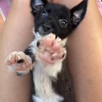 Skadi, femelle croisée berger, née le 28/07/2025 🐶, chienne à adopter