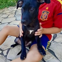 Rose, femelle croisée créole, née le 25/06/2025 🐶, chienne à adopter