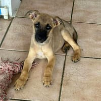 Rolly, femelle croisée berger, née le 01/08/2025 🐶, chienne à adopter