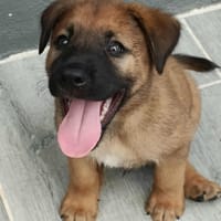 Robin, mâle croisé berger malinois, né le 10/08/2025 🐶, chien à adopter