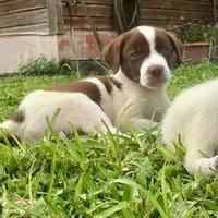 Odinson, mâle croisé berger, né le 10/08/2025🐶, chien à adopter