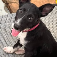 Muscat, femelle croisée berger, née le 01/07/2025 🐶, chienne à adopter