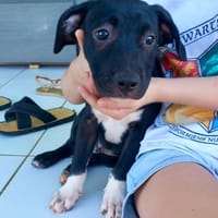 Lupin, mâle croisé créole, né le 25/06/2025 🐶, chien à adopter
