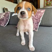 Kovou, mâle berger, né le 14/08/2025, chien à adopter